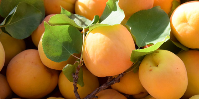 Как выбрать самые полезные и вкусные абрикосы